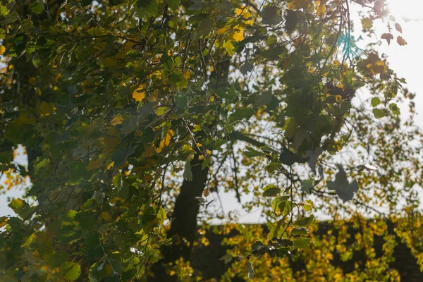 Sonbaharda rüzgarlı havalarda huş yaprakları arka planda kalır.