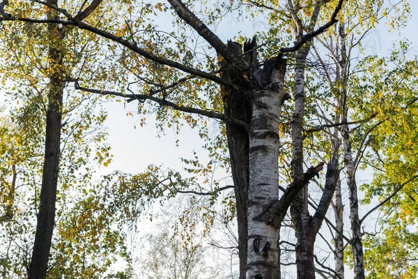 Gökyüzü arka planında huş ağacı gövdesi