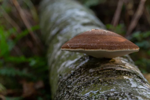 Polypore Mushroom Growing Tree Trunk Close — Stock Photo, Image
