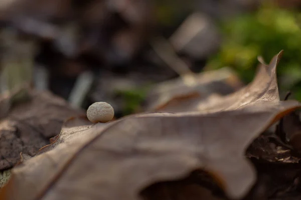 橡木干叶上的毒菇 — 图库照片