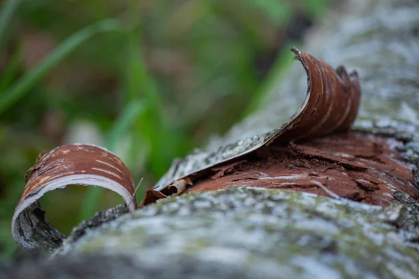 Suchá Březová Kůra Zblízka — Stock fotografie