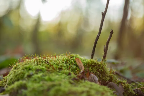 Groen Mos Close Een Droge Boomstam Het Bos — Stockfoto