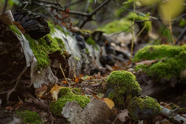Yeşil yosun ormandaki kuru bir ağaç gövdesine yaklaşır.