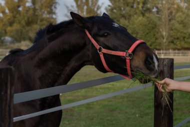 Koyu kahverengi bir atı kırmızı bir dizginle besliyor.