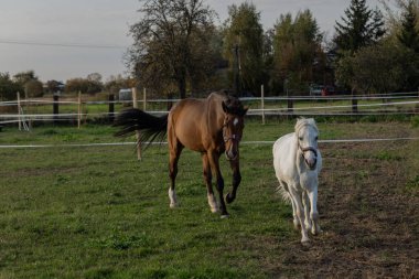 Sonbaharda güneşli havada tarlada yürüyen beyaz ve kahverengi at.