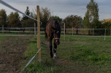 Çitli bir tarlada kahverengi at
