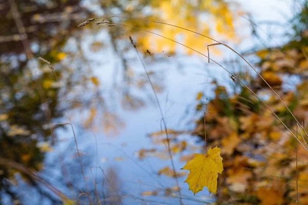 Maple Leaf Hangs Spider Web Thin Grass — стоковое фото