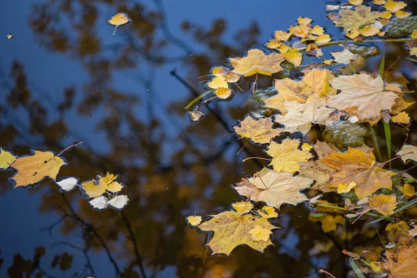 Fallna Gula Löv Vattnet Hösten — Stockfoto