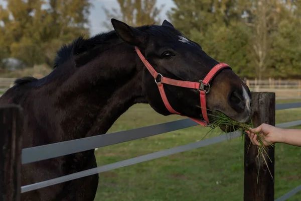 Koyu kahverengi bir atı kırmızı bir dizginle besliyor.
