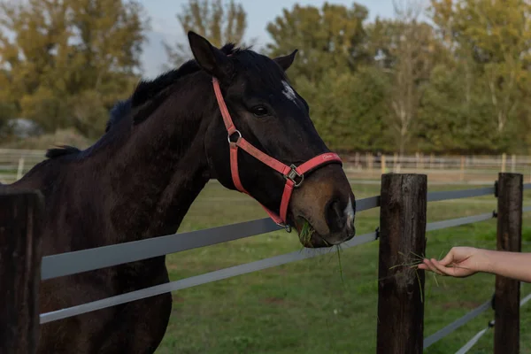 Koyu kahverengi bir atı kırmızı bir dizginle besliyor.
