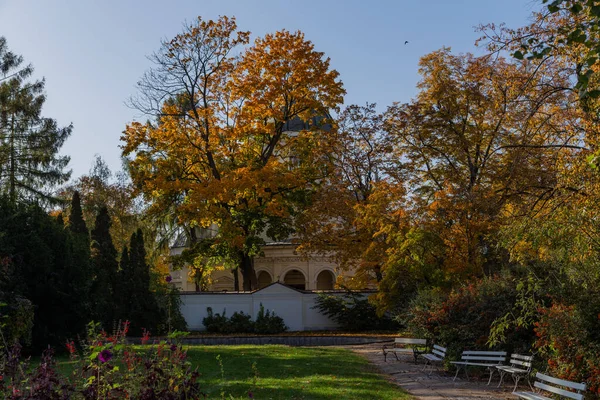 Prachtig Herfstpark Met Gele Bomen Groene Struiken — Stockfoto