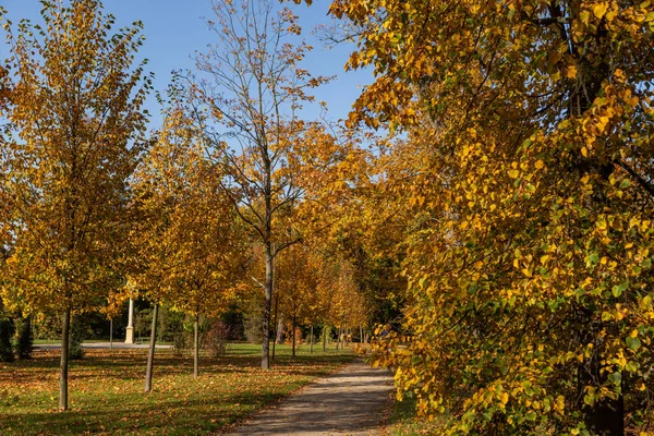 Sendero Entre Árboles Con Hojas Amarillas Wilanow Park Polonia Otoño —  Fotos de Stock