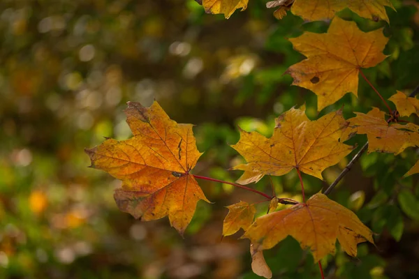 Żółty Klon Liście Zbliżyć Jesienią — Zdjęcie stockowe