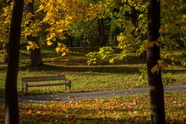 Parque Otoño Con Banco Árboles Altos Con Hojas Amarillas Atardecer —  Fotos de Stock