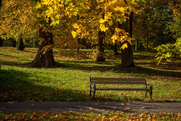 Parque Otoño Con Banco Árboles Altos Con Hojas Amarillas Atardecer —  Fotos de Stock