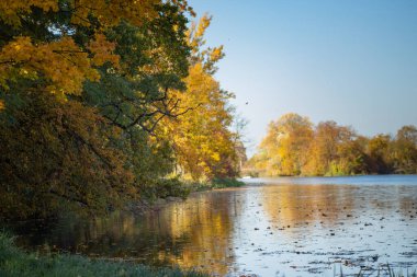 Sonbahar manzarası, sonbahar altın yaprakları ve mavi gökyüzü suya yansıyan ağaçlar, Vistula Nehri 'nin bir kolu olan Wilanow Park Polonya