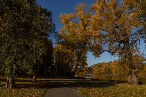 Hermoso Parque Otoño Con Árboles Amarillos Senderos Para Caminar Wilanow — Foto de Stock