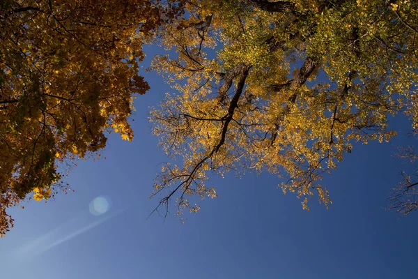 Вид Снизу Дерева Желтыми Листьями Фоне Голубого Неба Осенью — стоковое фото