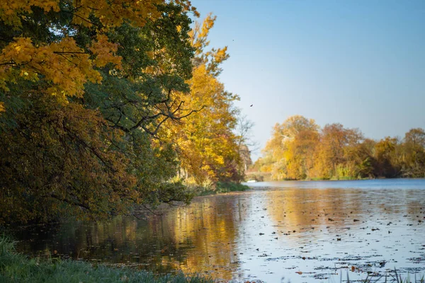 Sonbahar manzarası, sonbahar altın yaprakları ve mavi gökyüzü suya yansıyan ağaçlar, Vistula Nehri 'nin bir kolu olan Wilanow Park Polonya