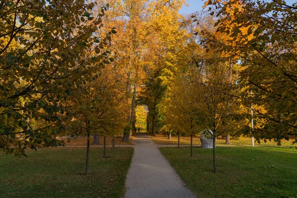 Güneşli Bir Günde Parktaki Güzel Sarı Sonbahar Ağaçları Arasındaki Yolda — Stok fotoğraf