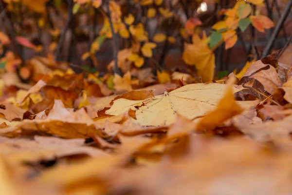 Otoño Amarillo Hojas Caídas Primer Plano Macrofotografía Fondo — Foto de Stock