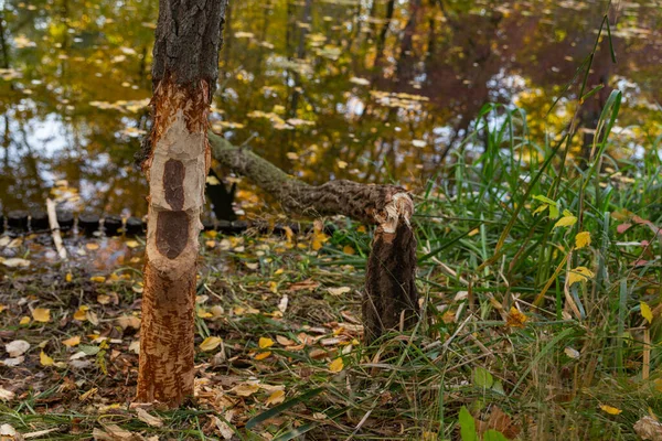 Tronco Árvore Mordido Por Castores Vestígios Castores Outono Parque — Fotografia de Stock