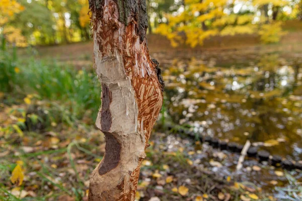 Tronco Árvore Mordido Por Castores Vestígios Castores Outono Parque — Fotografia de Stock