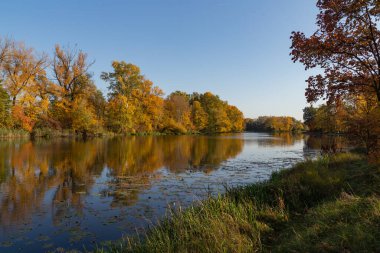 Sonbahar manzarası, sonbahar altın yaprakları ve mavi gökyüzü suya yansıyan ağaçlar, Vistula Nehri 'nin bir kolu olan Wilanow Park Polonya