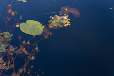 Sonbaharda denize düşen sarı yapraklar.