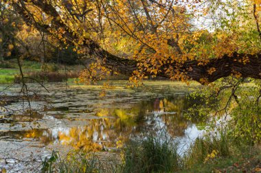 Suyun üzerinde altın sonbahar yapraklı huş dalları, sonbahar manzarası, altın sonbahar
