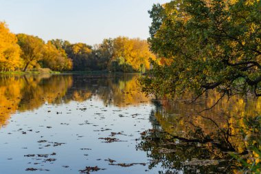 Sonbahar manzarası, sonbahar altın yaprakları ve mavi gökyüzü suya yansıyan ağaçlar, Vistula Nehri 'nin bir kolu olan Wilanow Park Polonya
