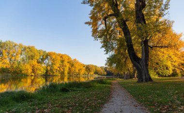 Wilanow Polonya 'da sarı ağaçları ve yürüyüş yolları olan güzel bir sonbahar parkı.