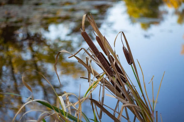 Cañas Cerca Otoño —  Fotos de Stock