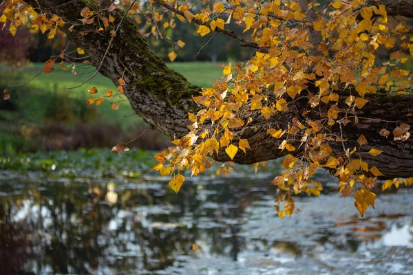 Березовые Ветви Золотыми Осенними Листьями Над Водой Осенний Пейзаж Золотая — стоковое фото