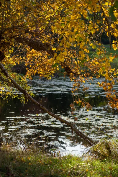 birch branches with golden autumn leaves over water, autumn landscape, golden autumn