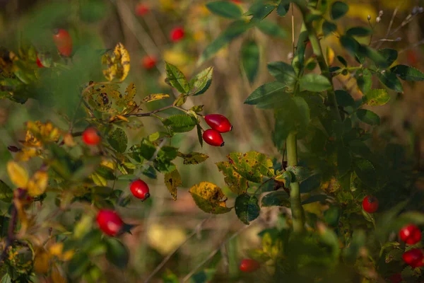 Rose Rouge Hanches Sur Une Branche Jour Automne Ensoleillé Fermer — Photo