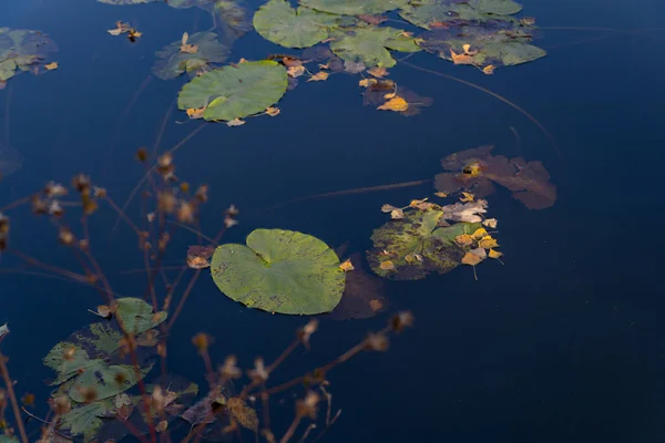 Fallen Yellow Leaves Water Autumn — Stock Photo, Image