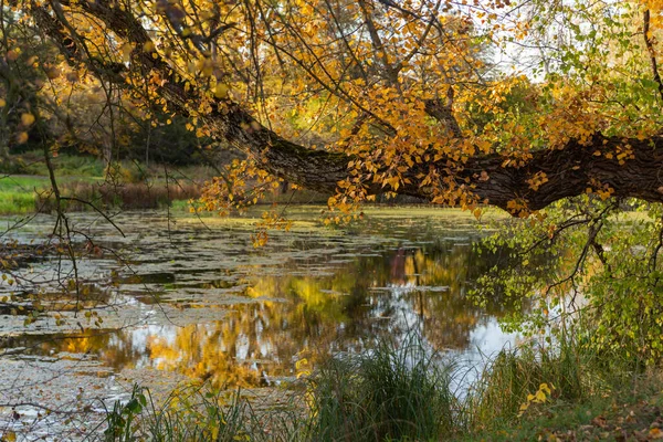 Suyun üzerinde altın sonbahar yapraklı huş dalları, sonbahar manzarası, altın sonbahar