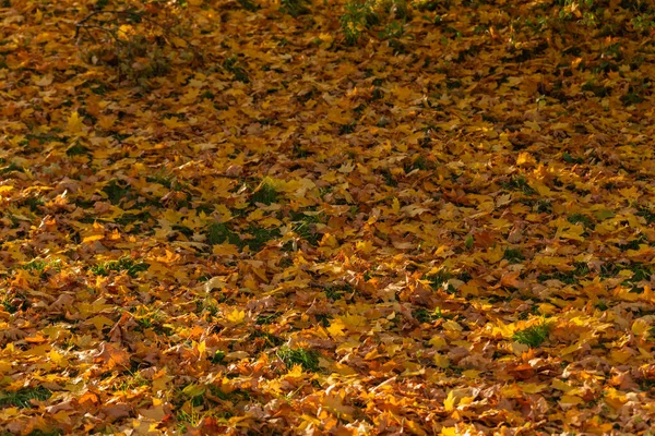 Gula Fallna Löv Grönt Gräs Hösten — Stockfoto