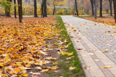 Sonbaharda parkta düşen sarı yapraklarla kaplı patika.