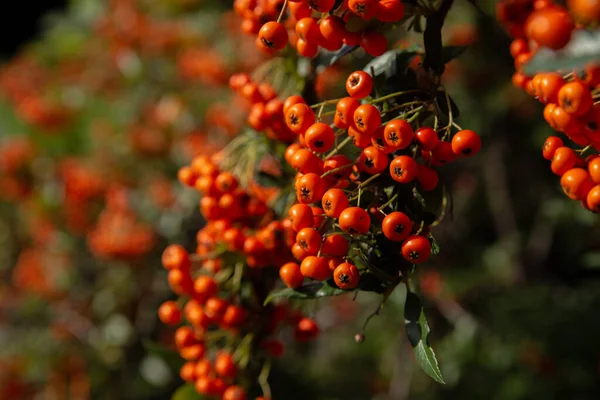 Kırmızı Rowan Parlak Turuncu Meyveleri Yeşil Yapraklardan Oluşan Arka Planda — Stok fotoğraf