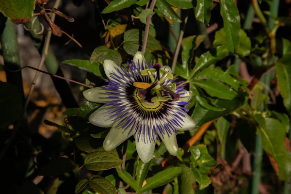 Hermosa Flor Pasión Púrpura Sobre Fondo Verde — Foto de Stock