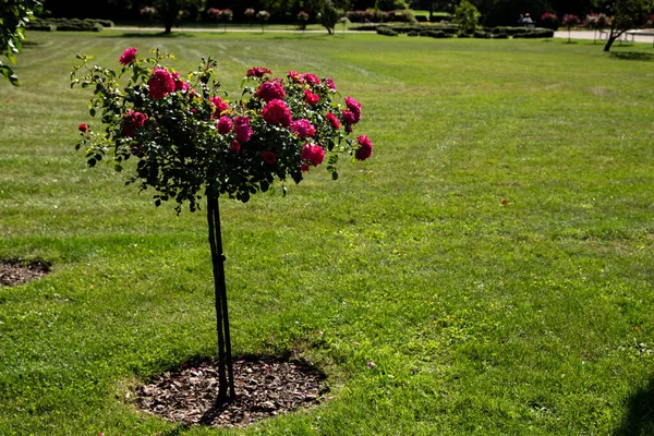 Parktaki çimlerde pembe güller açıyor.