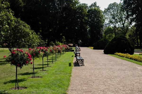 Spray Rosa Rosor Längs Gångvägen Med Bänkar Parken — Stockfoto