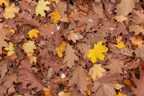 Sonbaharda dökülen sarı yapraklar ve kuş dışkıları