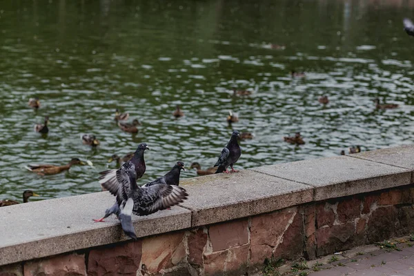 Troupeau Pigeons Sur Une Clôture Béton Près Lac — Photo