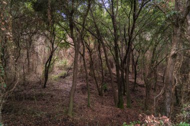 Yunanistan 'ın Korfu kentindeki ormandaki yaşlı zeytin ağacı. Büyük ağaçlı güzel doğa sahnesi.