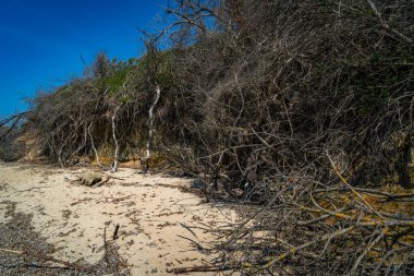 Kuru ağaç gövdeleri ve Korfu Yunanistan 'da mavi gökyüzü arka planıyla kumsal.