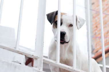 Perro mestizo con parche cafe en el ojo detras de rejas de corral. Kahverengi benekli beyaz köpek.