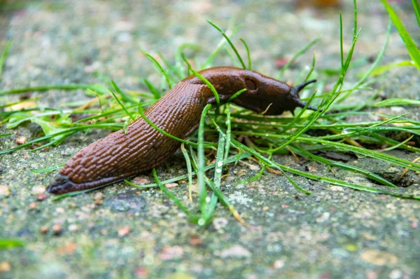 İspanyol sümüklü böceği (Arion vulgaris) yağmurdan sonra bahçedeki bir ot yığınında, yandan